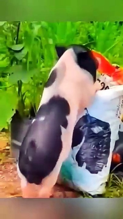 MOMEN FUNNY ANIMALS