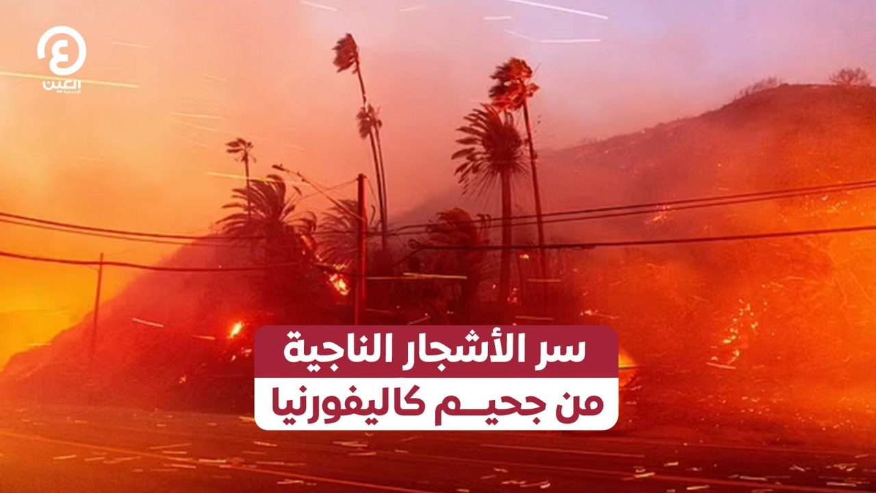 سر الأشجار الناجية من جحيم كاليفورنيا