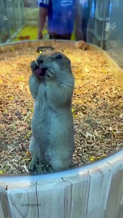 MOMEN FUNNY ANIMALS
