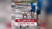 عادت للحياة إنقاذ بومة بكاليفورنيا
