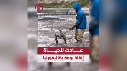 عادت للحياة إنقاذ بومة بكاليفورنيا