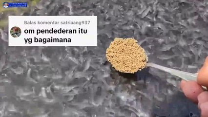 Inilah segmen budidaya lele paling enteng dan paling menguntungkan