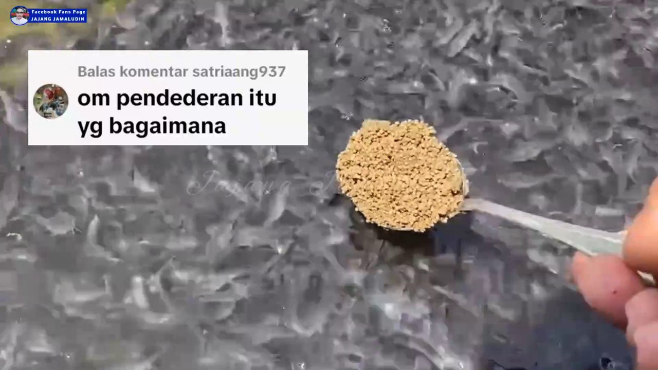 Inilah segmen budidaya lele paling enteng dan paling menguntungkan
