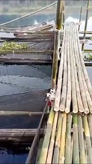 Satu kolam KERAMBA ini bisa panen 3-4 Kwintal lele konsumsi