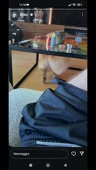 silvio due querele per te