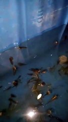 Penyakit AEROMONAS telat penangan ikan lele kita wasalam semuanya