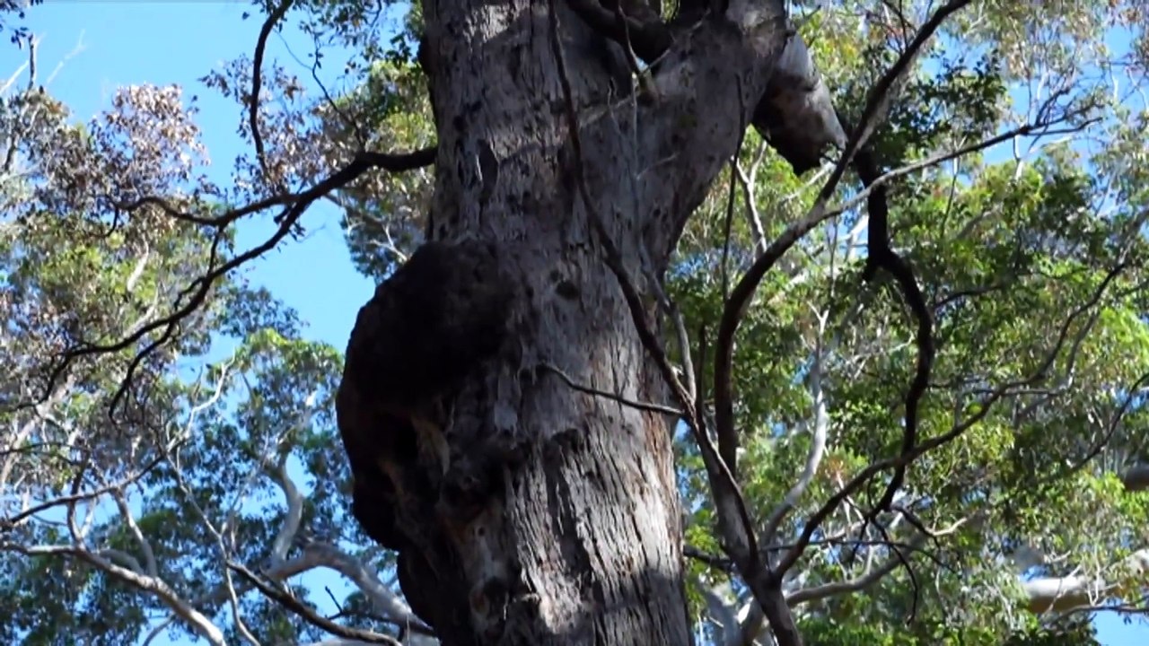 Prescribed burn in WA fells centuries-old red tingle tree, sparking calls for bushfire mitigation rethink