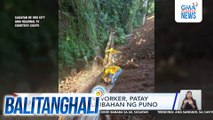 Construction worker, patay matapos matumbahan ng puno | Balitanghali