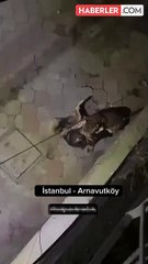 İstanbul'da sokağa salınan leopar sokak köpeğini parçaladı