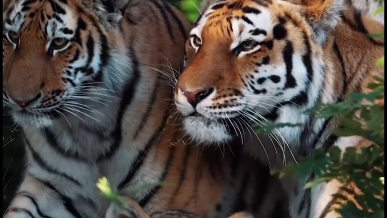 Tiger's life