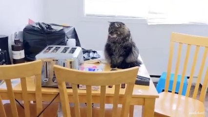 You Need these FUNNY CATS for Daily Laughs 😂 NEW Funny Cat Videos 2024