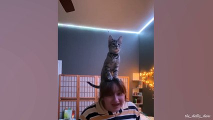 Cats with hilarious talent 😹 Funny Cat videos 😂