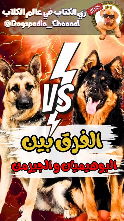 الفرق بين البوهيميان و الجيرمن شيبرد