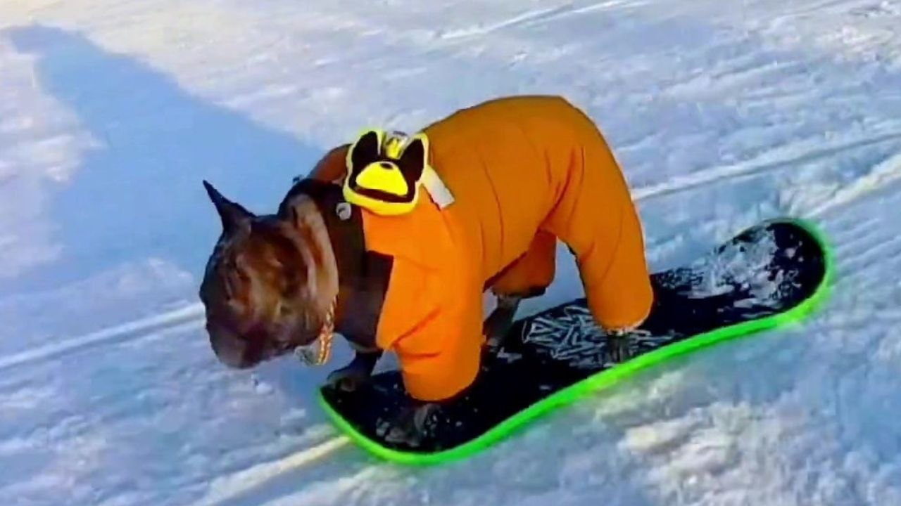 Französische Bulldogge fährt Snowboard wie ein Profi