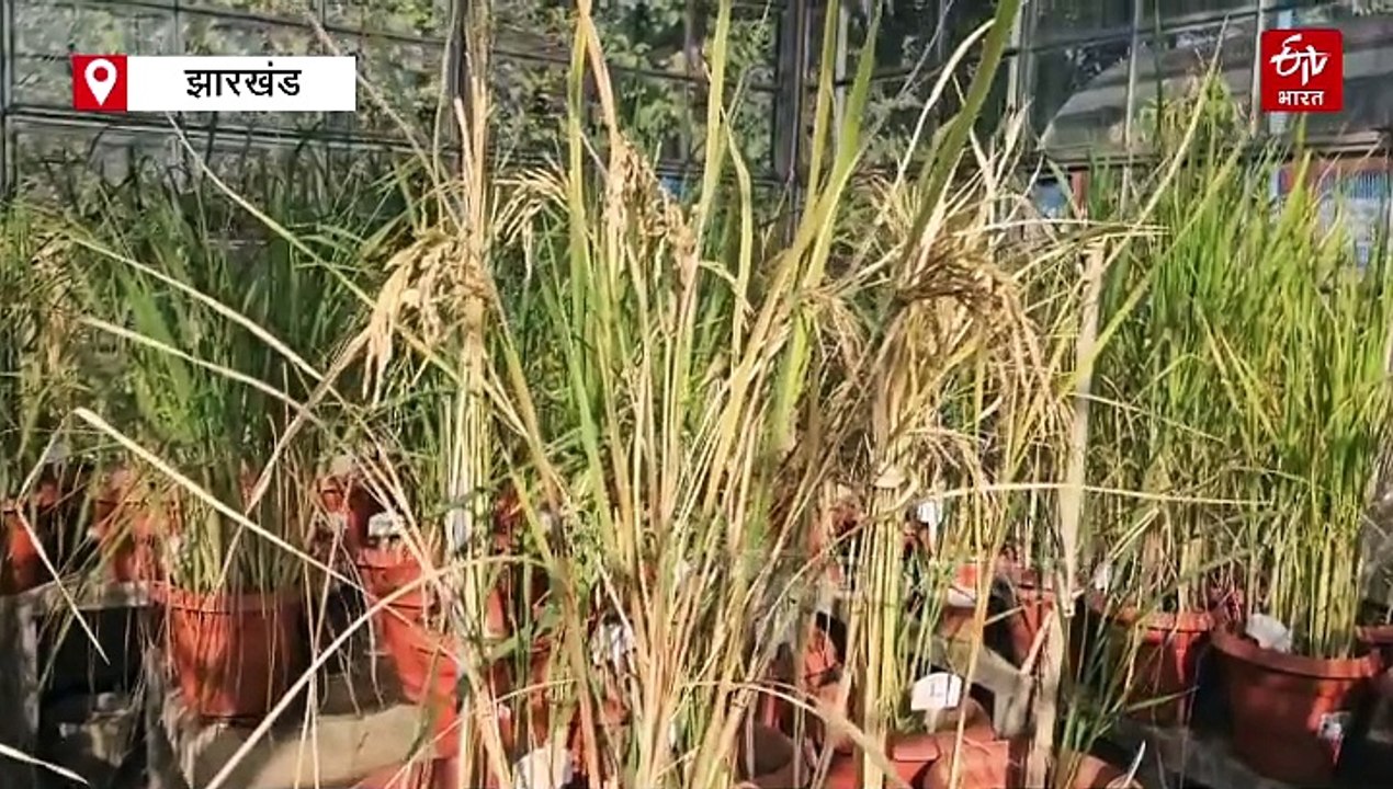 हजारीबाग चावल अनुसंधान केंद्र किसानों के लिए रहा फायदेमंद, 15 से अधिक प्रजाति का दिया धान