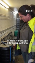 Ils élèvent des vers de terre