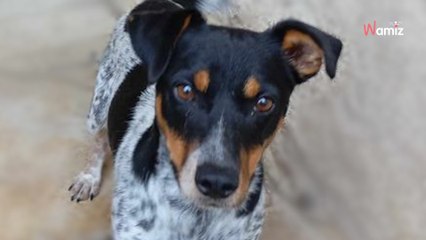 Seul survivant d'une situation de maltraitance, ce chien est toujours dans le froid et ne trouve pas de famille