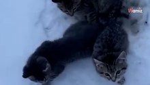 Mężczyzna znajduje 3 przymarznięte do lodu kotki i wpada na niezwykły pomysł, by im szybko pomóc (video)