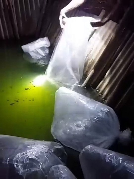 TEBAR BIBIT LELE UKURAN 4-6cm KEKOLAM TANAH❗Semoga berkah