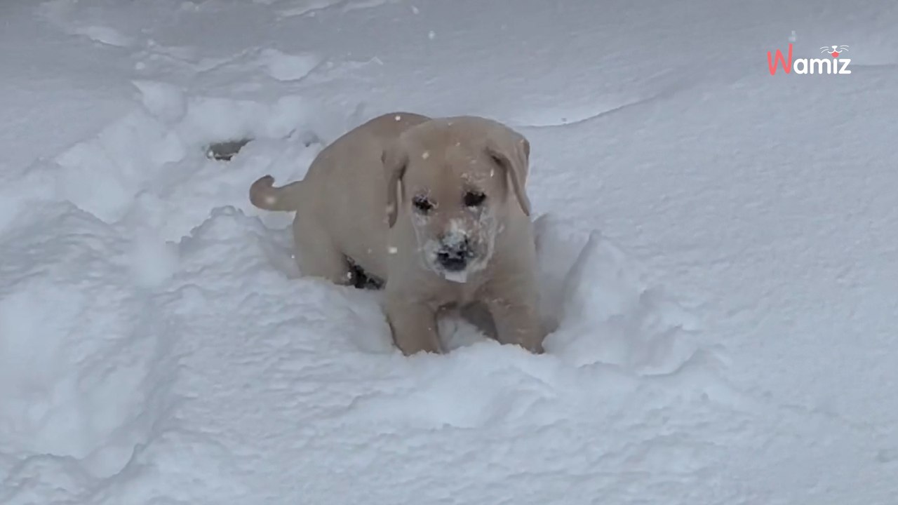 Cette vidéo va vous donner le sourire : découvrez des chiots Labrador Retriever jouer dans la neige