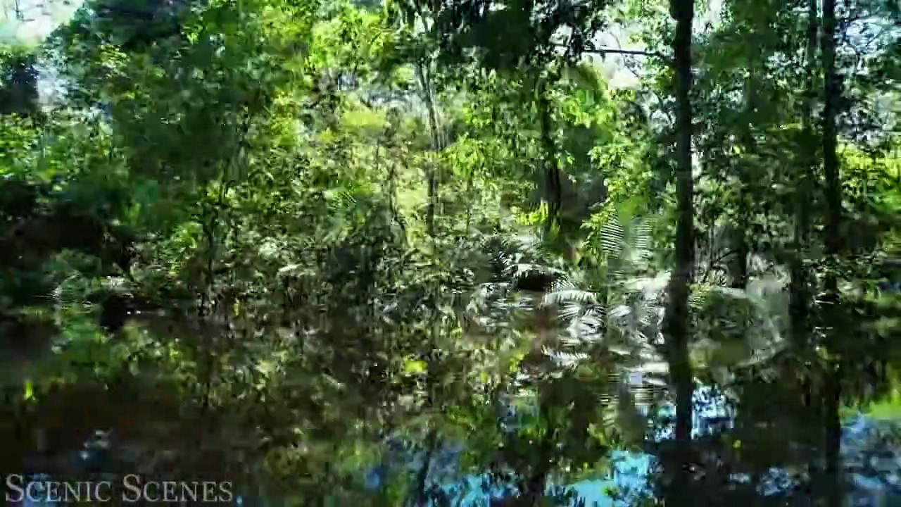 Amazon Jungle 4K - The World’s Largest Tropical Rainforest ｜ Jungle Sounds ｜ Scenic Relaxation Film