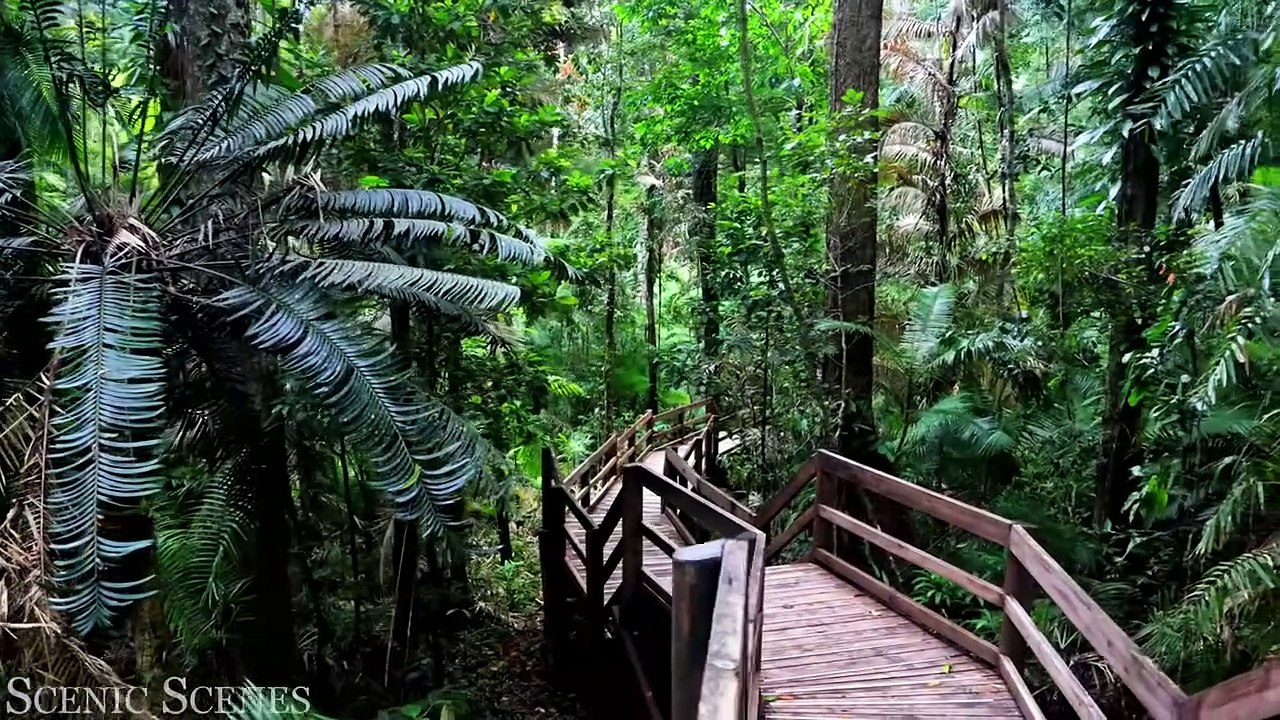 Amazon, Congo, Borneo, Daintree Jungles in 4K ｜ Tropical Rainforest ｜ Scenic Relaxation Film