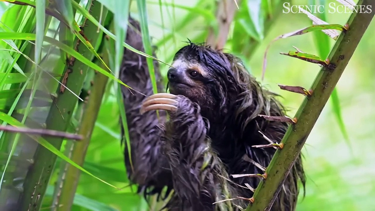 Animals of Amazon 4K - Animals That Call The Jungle Home ｜ Amazon Rainforest ｜Scenic Relaxation Film copy