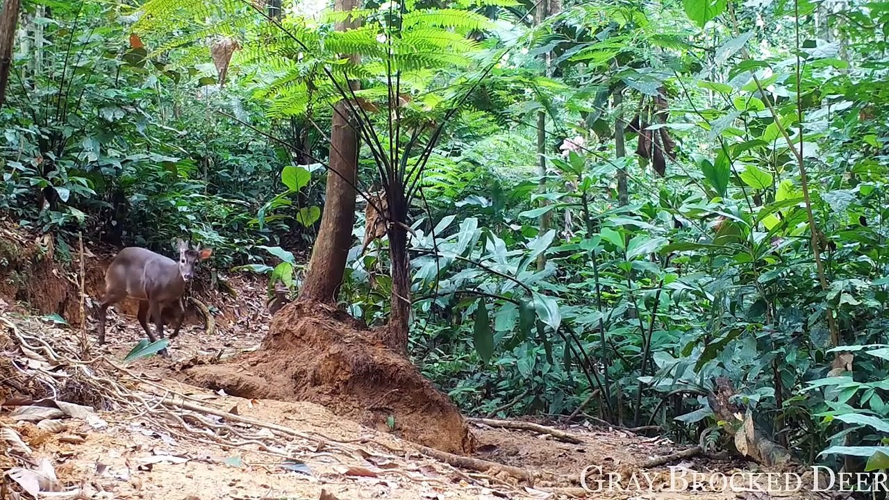 Animals of Amazon 4K - Wildlife in Amazon Jungle ｜ Rainforest Sounds ｜ Scenic Relaxation Film