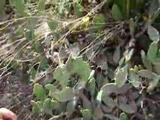 Figuier de barbarie d'Imouzar MHT2