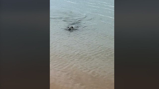 La foca que lleva dando vueltas por Málaga