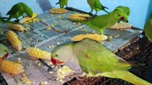 Amazing Parrot Talking Sounds Videos।Mitthu Ki Awaaz।Parrot Ki Awaaz।Parrot Voice।