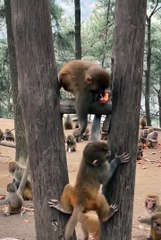 Cute animals 2025😂 #shorts #cute animals #cutespets #animala