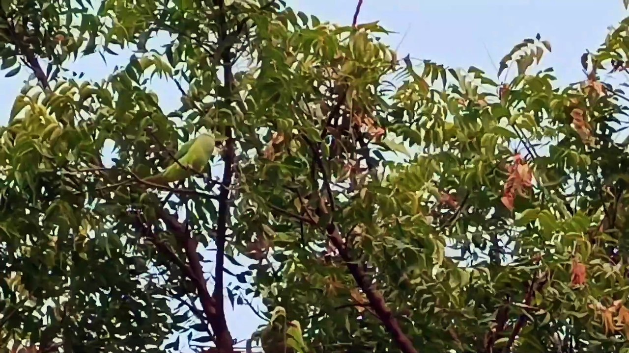 Ringneck Parrot Sounds Videos।Parrot Voice।Parrot Videos Compilation  | Animaltalking6070