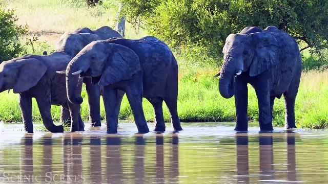 African Safari 4K - Amazing Wildlife of African Savanna ｜ Scenic Relaxation Film