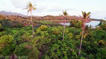 African Jungle 4K - The World's Second-Largest Tropical Rainforest ｜ Scenic Relaxation Film