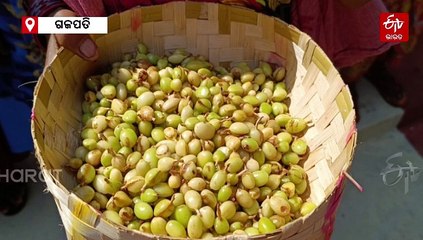 କଫି ବଗିଚାରେ ଫଳିଛି ଅଳେଇଚ, କୋରାପୁଟରେ ନୂତନ ସମ୍ଭାବନାକୁ ନେଇ ଚାଷୀ ଖୁସ୍‌