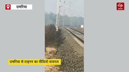 वनराज ने हौले-हौले रेलवे ट्रैक किया क्रॉस, बाघ की ये शान देखकर बन जाएगा दिन