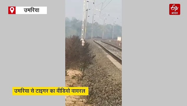 वनराज ने हौले-हौले रेलवे ट्रैक किया क्रॉस, बाघ की ये शान देखकर बन जाएगा दिन