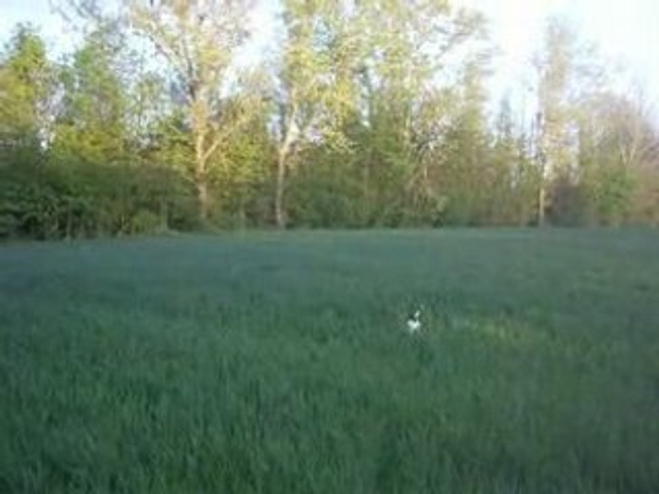 Amy et Bud dans les herbes hautes1