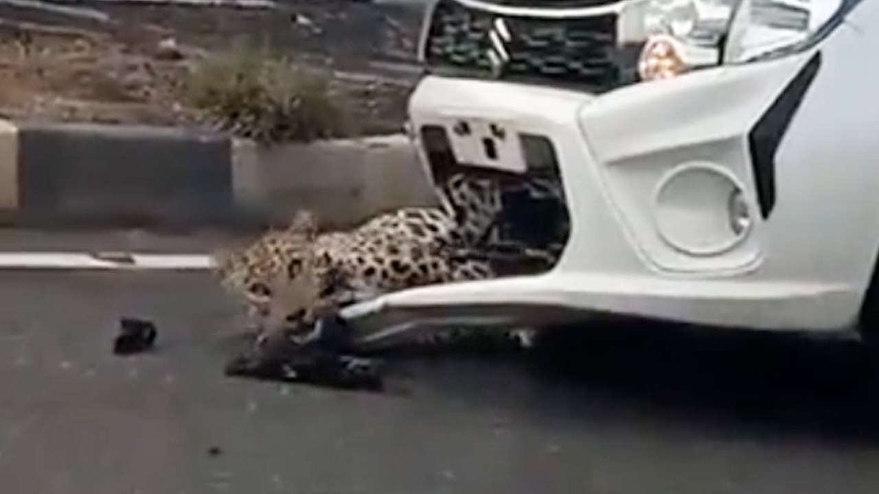 Verletzter Leopard befreit sich nach einem Zusammenstoß mit einem Auto von der Stoßstange
