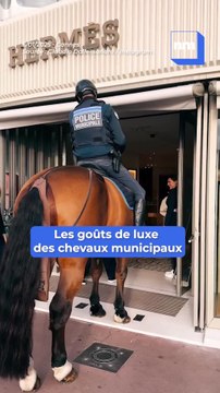 Cannes : quand les chevaux de la police municipale font un tour chez une célèbre marque de luxe
