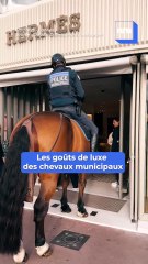 Cannes : quand les chevaux de la police municipale font un tour chez une célèbre marque de luxe