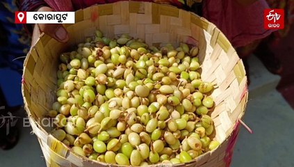 କଫି ବଗିଚାରେ ଫଳିଛି ଅଳେଇଚ, ନୂତନ ସମ୍ଭାବନାକୁ ନେଇ ଚାଷୀ ଖୁସ