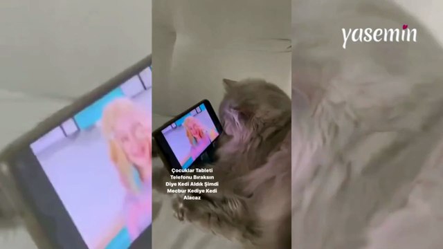 Telefon bağımlısı kedi: Çocuklar telefonu bıraksın diye kedi aldılar ama...