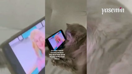 Telefon bağımlısı kedi: Çocuklar telefonu bıraksın diye kedi aldılar ama...