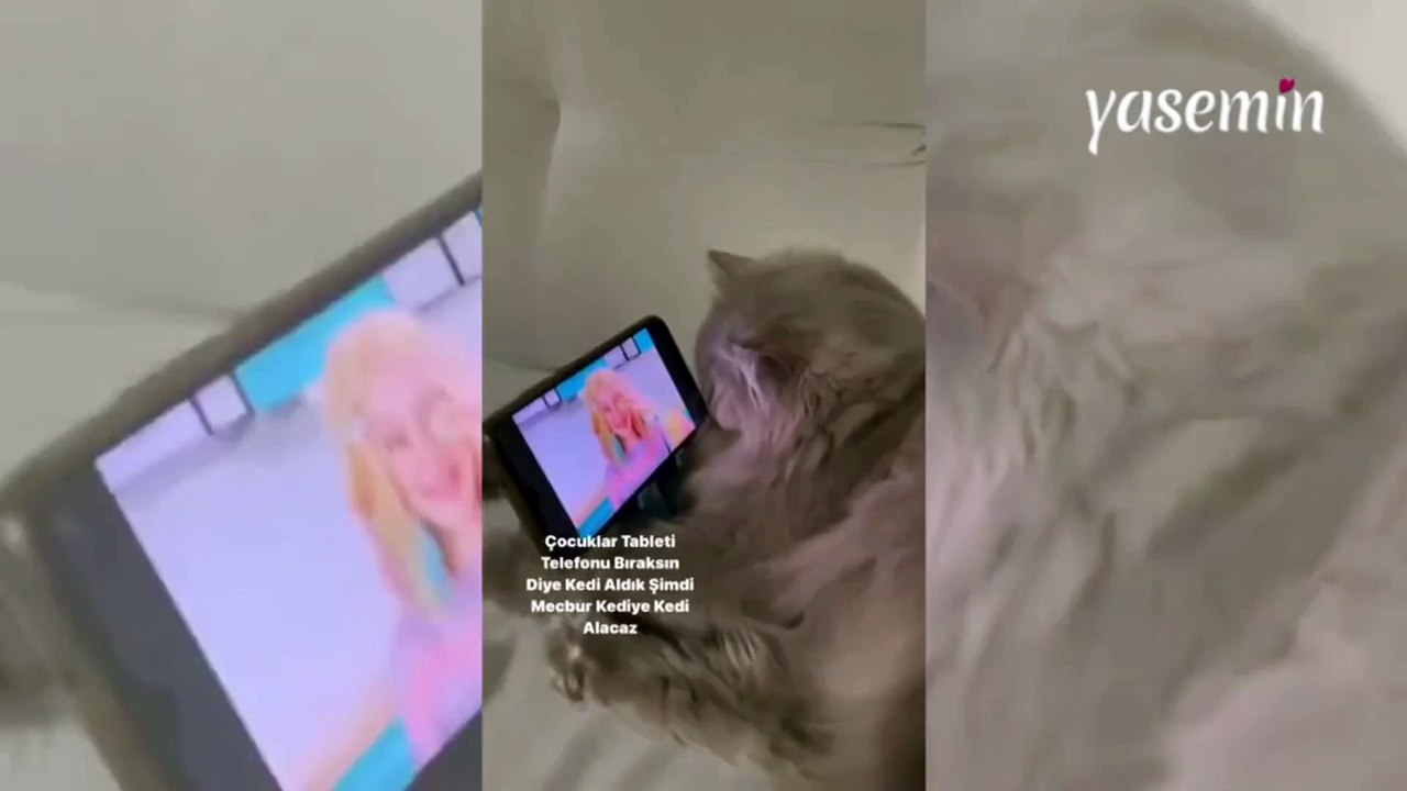 Telefon bağımlısı kedi: Çocuklar telefonu bıraksın diye kedi aldılar ama...