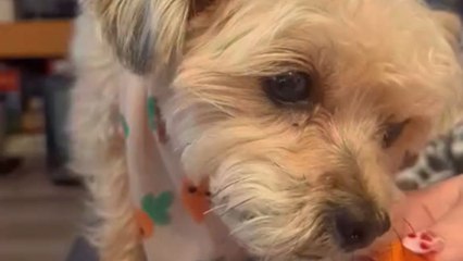 Adorably relaxing ASMR of foodie puppy relishing a carrot snack