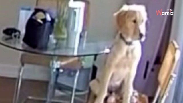 Elle a peur que son chiot fasse des bêtises en son absence et installe une caméra : les images sont parlantes (vidéo)
