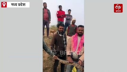 शिवपुरी में विशालकाय अजगर देख लोगों की बंधी घिग्घी, देखें वीडियो