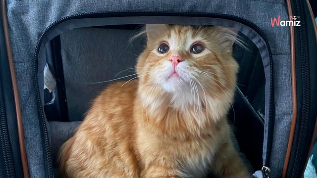 Un chaton affamé décide de suivre d’autres félins errants : sa décision va être lourde de conséquences